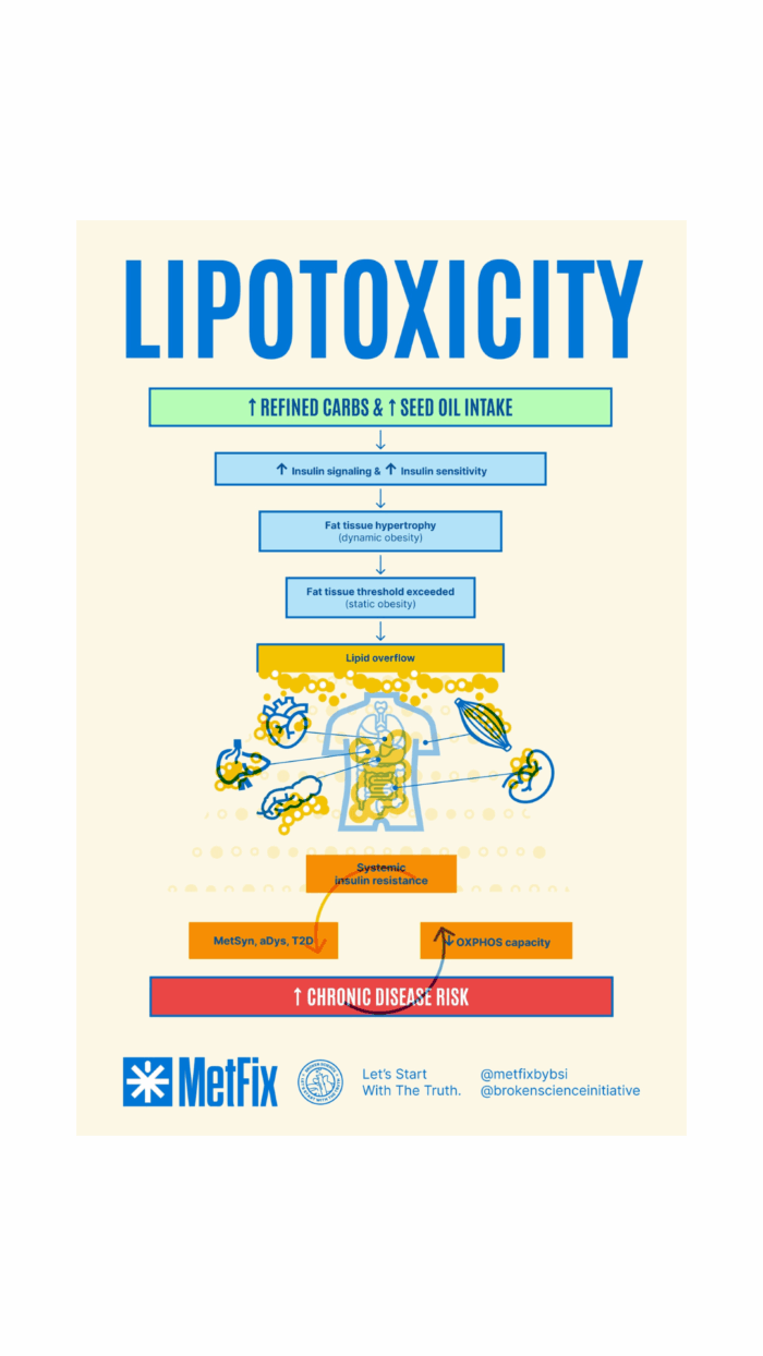 Lipotoxicity poster