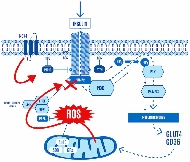 A primer on the ROS hypothesis of obesity - The Broken Science Initiative